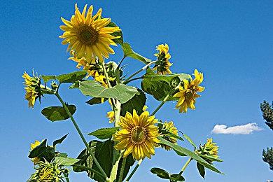 吃鸡之父在荷兰成立新工作室 新作带来独特玩法