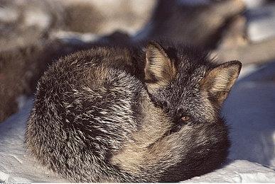 前制作人在《上古卷轴5》发售前几周介入重新做平衡